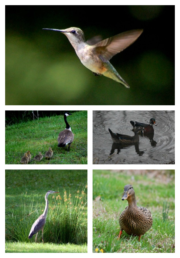 birds