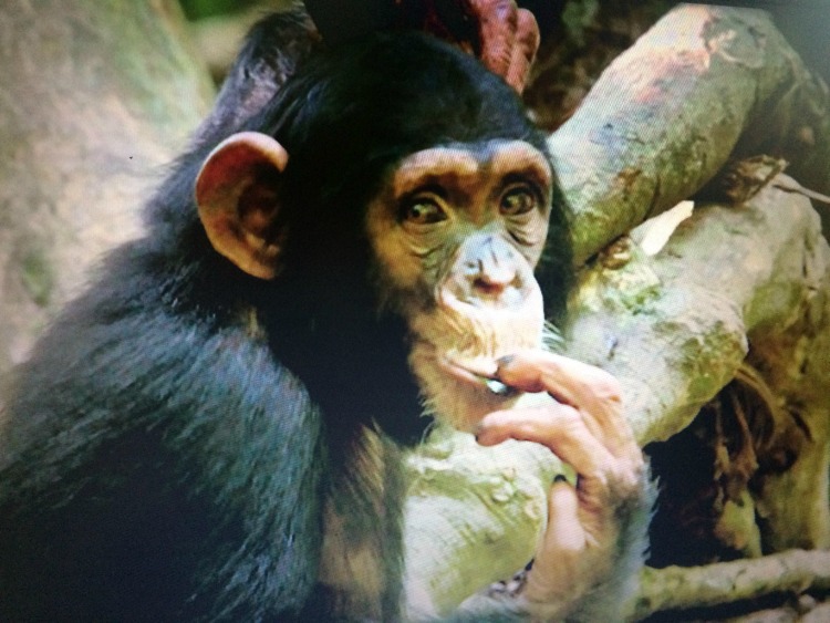 Animals with Cameras