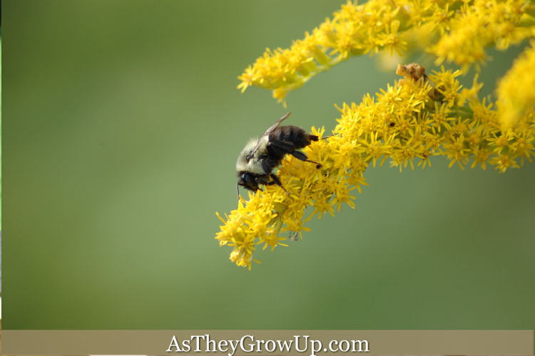 Health Benefits of Goldenrod